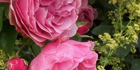 Rosa Rosor